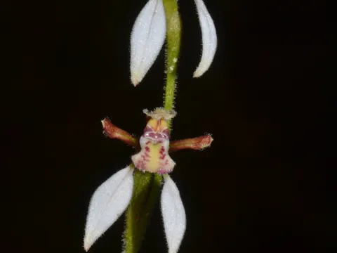 Purpur-Eriochilus