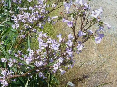 Eriodictyon californicum