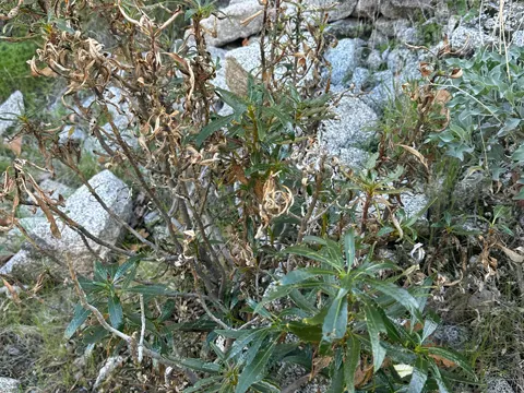 Eriodictyon trichocalyx