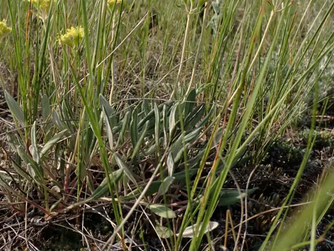 Gelber Wickelknöterich (Eriogonum flavum)
