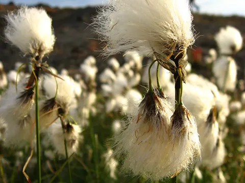 Schmalblättriges Wollgras (Eriophorum angustifolium)
