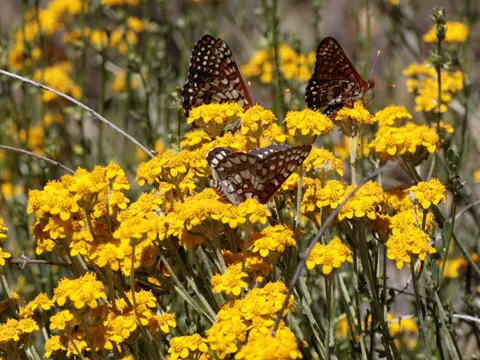 Eriophyllum confertiflorum