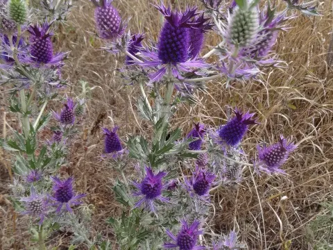 Eryngium leavenworthii