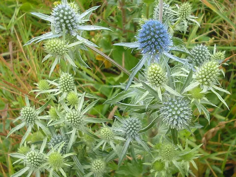 Flachblättriger Mannstreu (Eryngium planum)