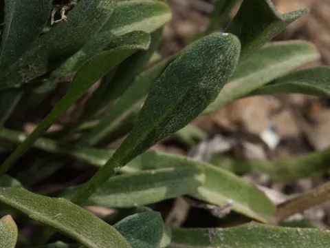 Erysimum capitatum (Erysimum capitatum)