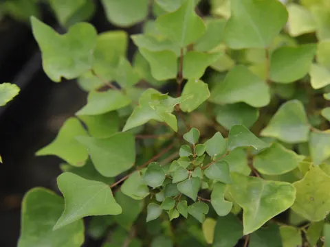Krautige Korallenerbse (Erythrina herbacea)