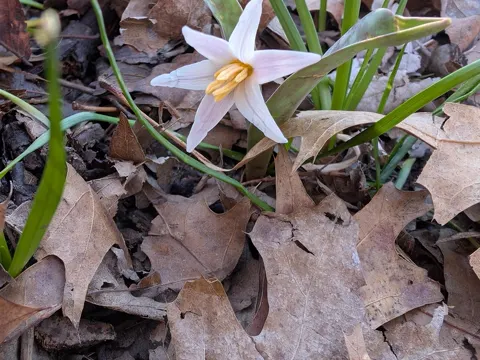 White Dogtooth Violet