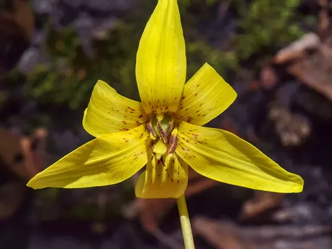 Trout Lily