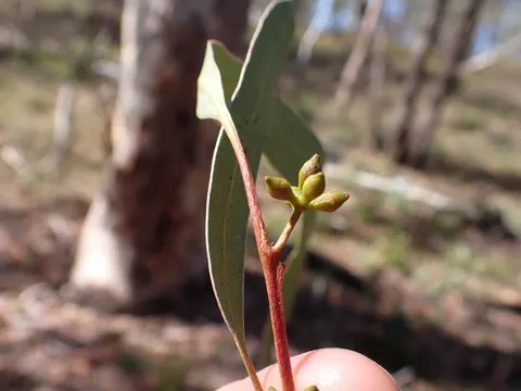Eucalyptus mannifera