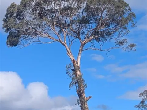 Eucalyptus melliodora