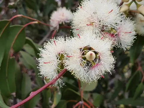 Eucalyptus tereticornis