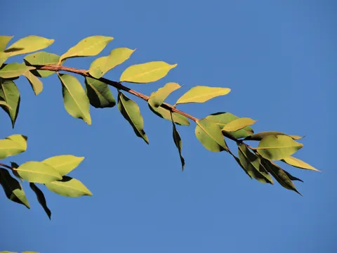 Eugenia dysenterica