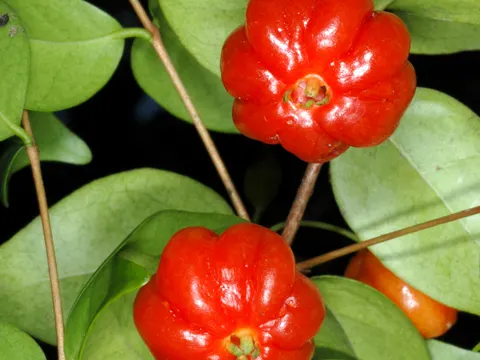 Pitanga (Eugenia uniflora)