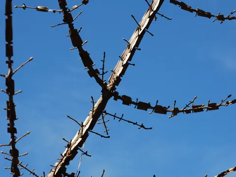 Flügel-Spindelstrauch (Euonymus alatus)