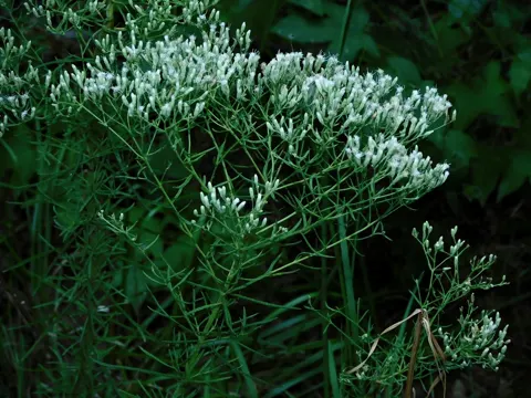 Eupatorium hyssopifolium