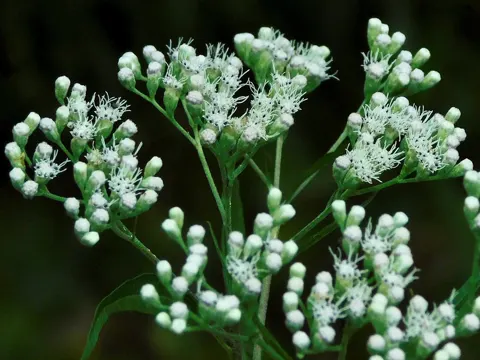 Eupatorium serotinum (Eupatorium serotinum)