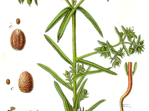 Kleine Wolfsmilch (Euphorbia exigua)