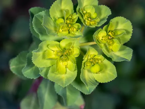 Sonnwendige Wolfsmilch (Euphorbia helioscopia)