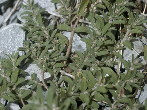 Euphorbia humistrata