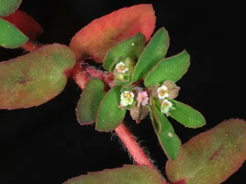 Euphorbia maculata (Euphorbia maculata)