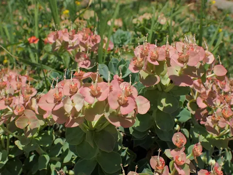 Myrten-Wolfsmilch (Euphorbia myrsinites)