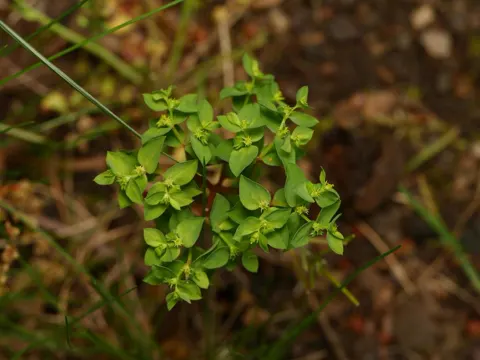 Euphorbia peplus (Euphorbia peplus)