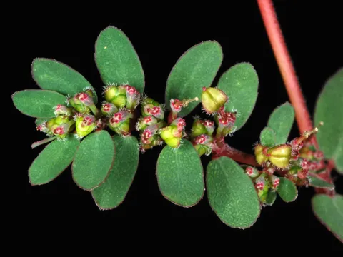 Hingestreckte Wolfsmilch (Euphorbia prostrata)
