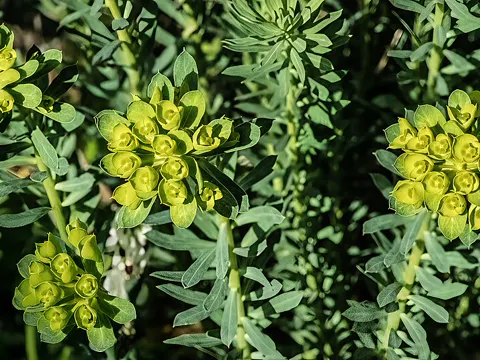 Steppe Spurge