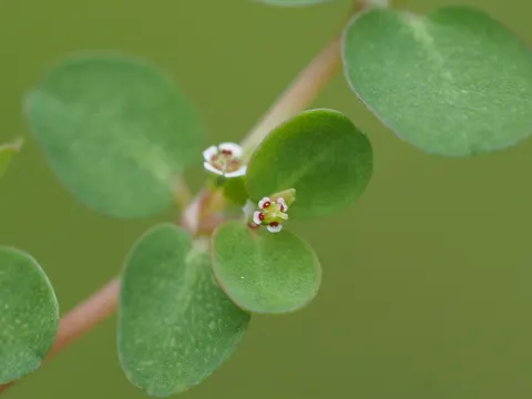 Schlaengelnde Wolfsmilch (Euphorbia serpens)