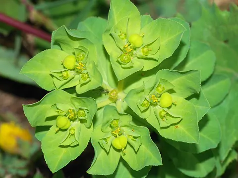 Serrate Spurge