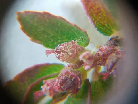 Euphorbia thymifolia