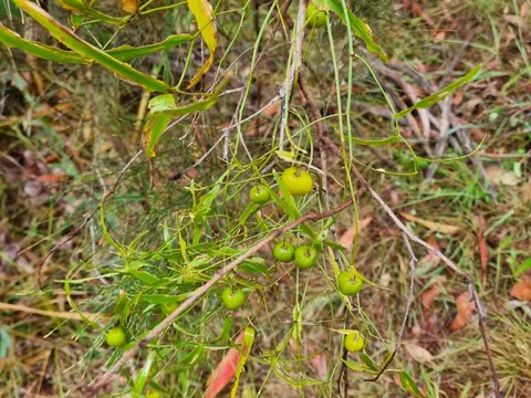 Eustrephus latifolius