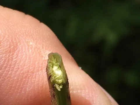 Eutrochium dubium