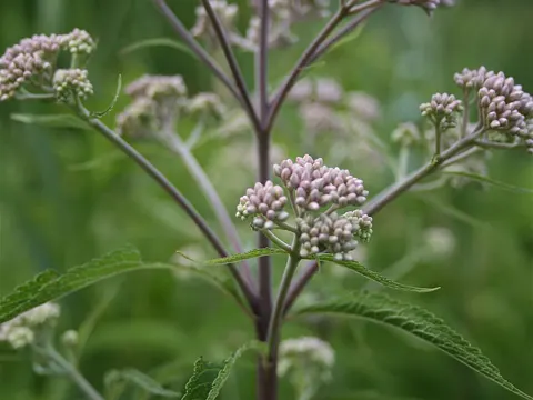 Spotted Joe-Pye Weed