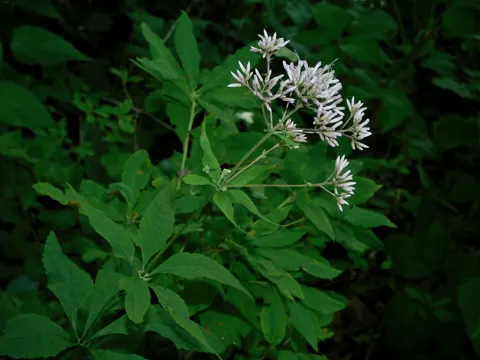 Purpur-Wasserdost (Eutrochium purpureum)