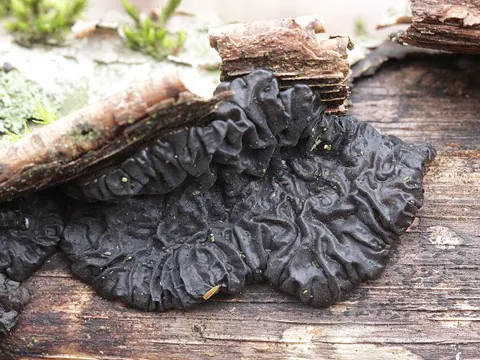 Hexenbutter (Exidia nigricans)