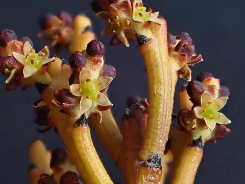 Exocarpos bidwillii
