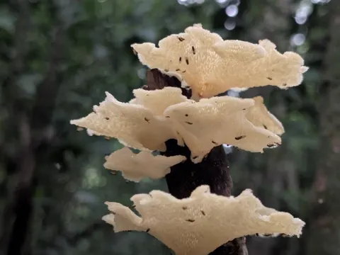 Thin-capped Polypore