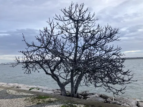 Common Fig