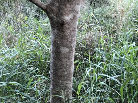 Ficus obliqua