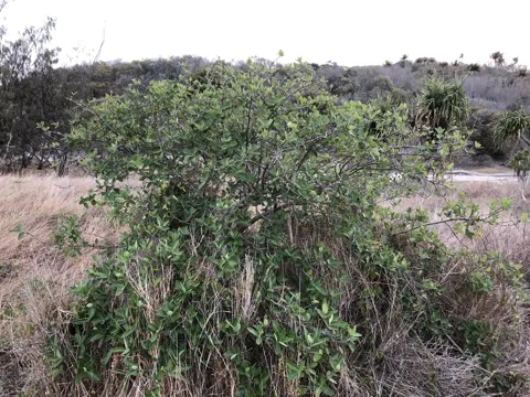 Ficus opposita