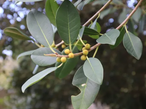 Rost-Feige