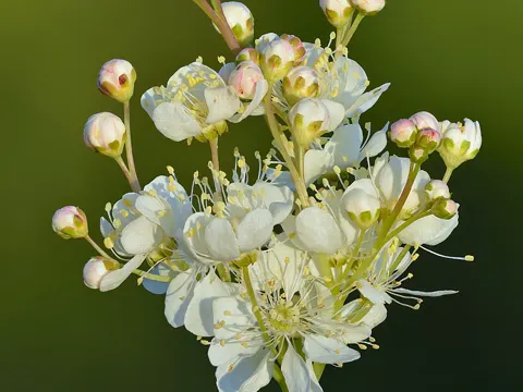 Dropwort