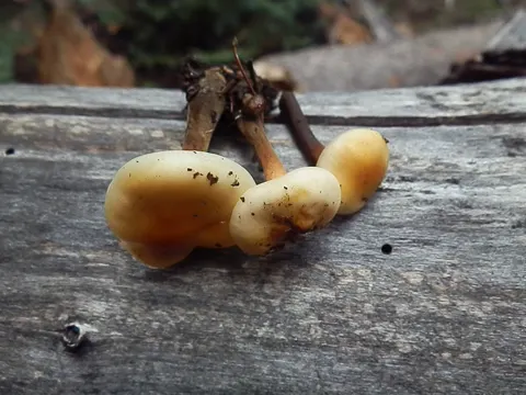 Pappel-Häubling (Flammulina populicola)
