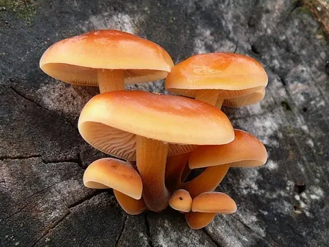 Enoki Mushroom