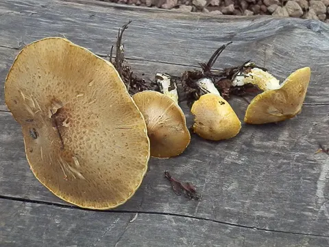 Floccularia albolanaripes (Floccularia albolanaripes)