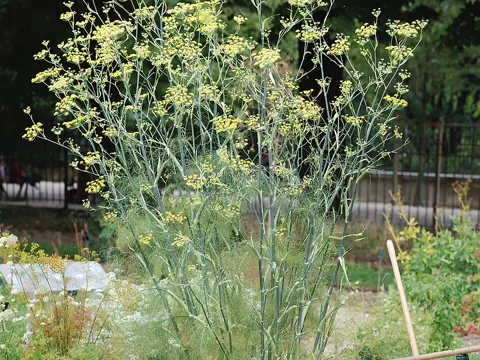 Fennel