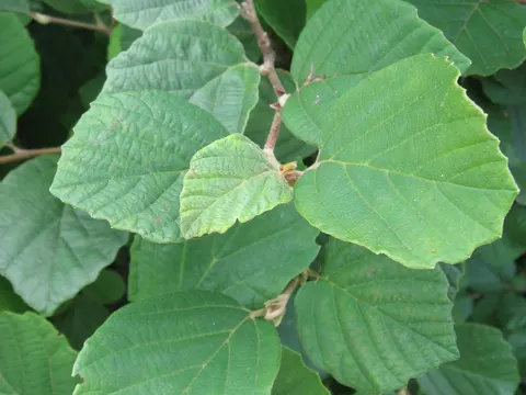 Fothergilla gardenii