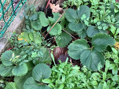 Garten-Erdbeere (Fragaria ananassa)