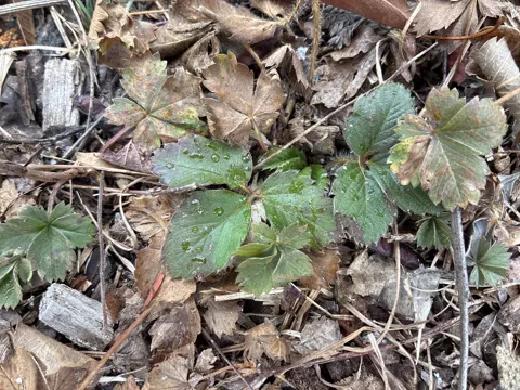 Wild Strawberry